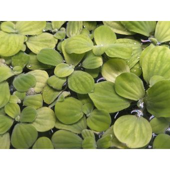 Dwarf Water Lettuce (4 rosettes)