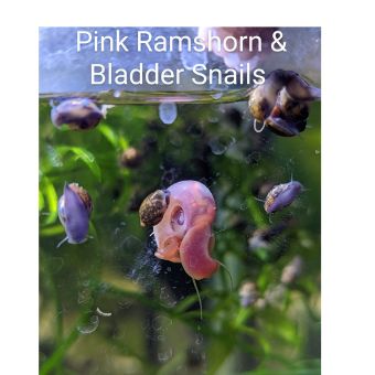 Pink Ramshorn Snails (qty 5)