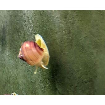 Magenta Mystery Snail (qty 1)