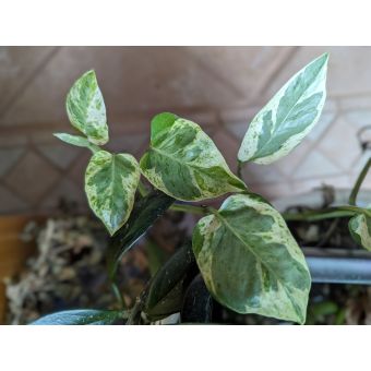 Pearly Pothos, 2 Fresh Cuttings