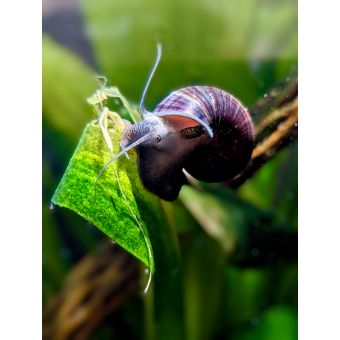 Mystery Snail, Small Size (qty 1)