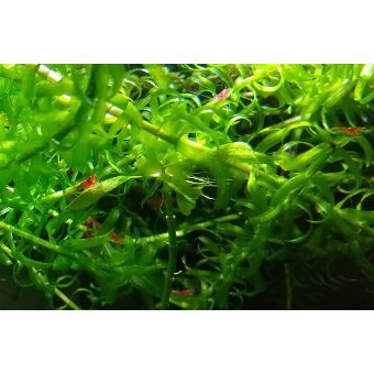 Red Shrimp Breeder Pack (qty 6)