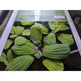 Giant Water Lettuce (1 rosette)