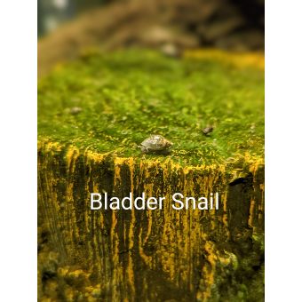 Bladder Snails (qty 12)