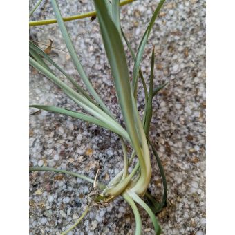 Spider Plant Babies (qty 3, unrooted)