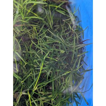 Guppy Grass (2 feet)