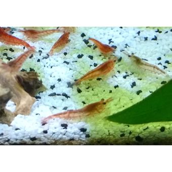 Low Color Shrimp (qty 10)