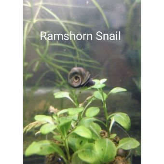 Ramshorn Snails (qty 12)