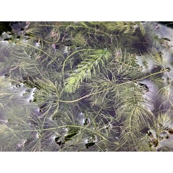 Hornwort (2 feet)