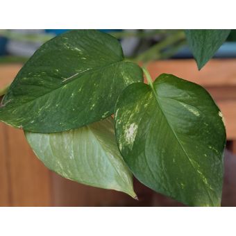 Variegated Pothos,  2 Fresh Cuttings