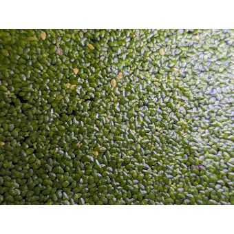 Duckweed (ping pong ball)