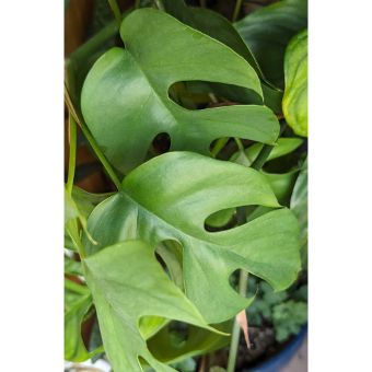 Mini Monstera, 2 Fresh Cuttings