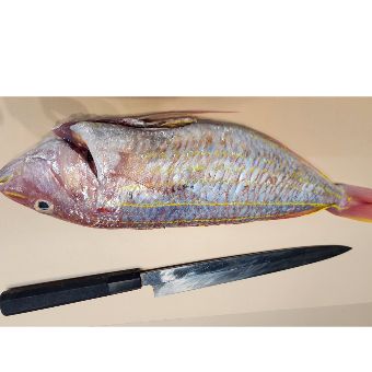 Itoyori (Golden Threadfin Bream) 1pc